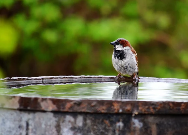 Aves das estepes — Fotografia de Stock