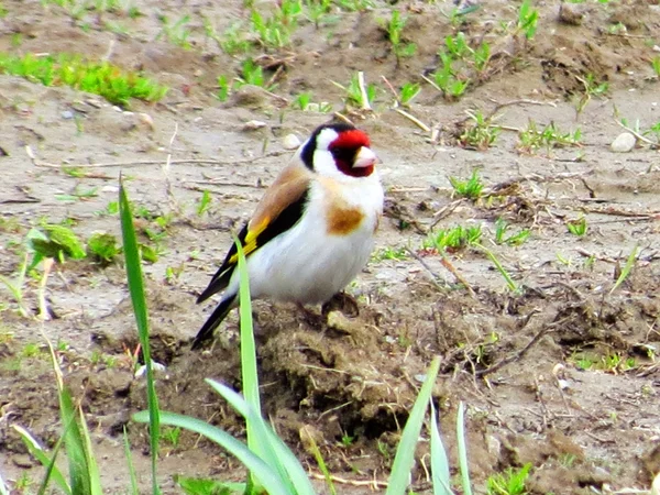 Birds of the steppes — Stock Photo, Image