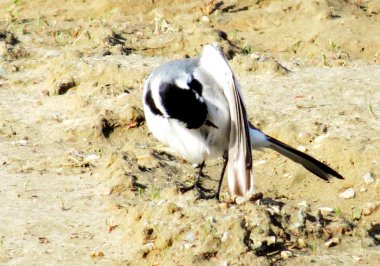  bozkırlarında kuşların