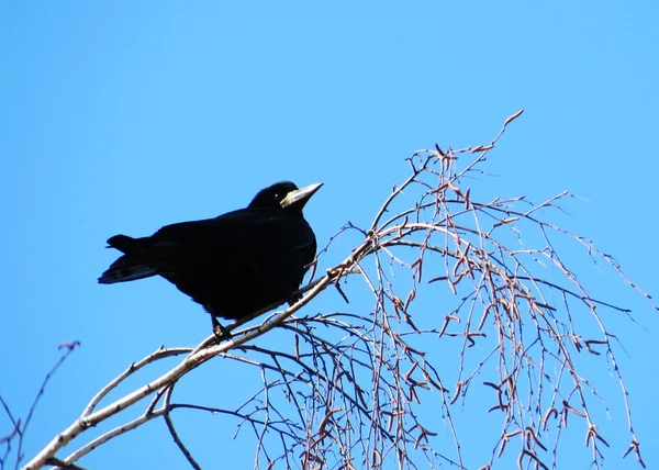 Birds of the steppes — Stock Photo, Image