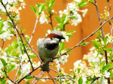  bozkırlarında kuşların