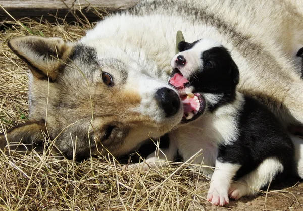 Home animals play — Stock Photo, Image