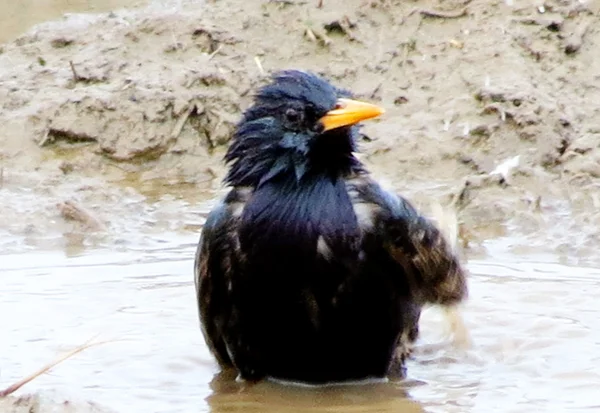 Aves das estepes — Fotografia de Stock