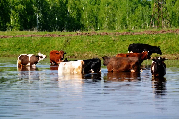 Les animaux domestiques jouent — Photo