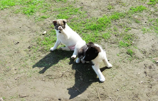 Heimtiere spielen — Stockfoto