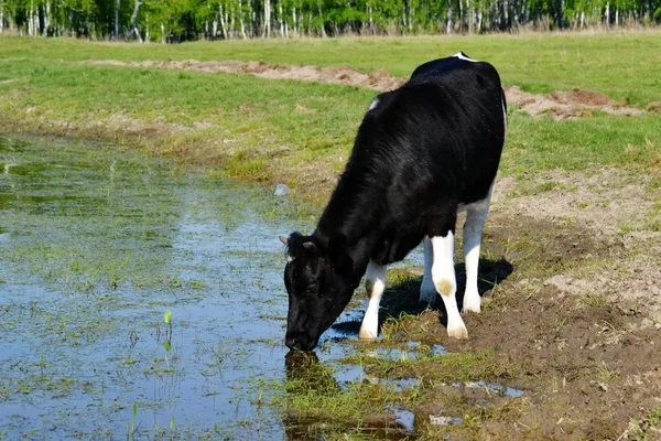 Animales domésticos juegan — Foto de Stock