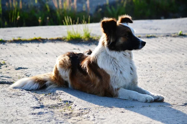 Heimtiere spielen — Stockfoto