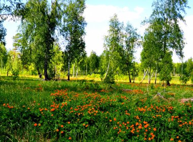  Doğa Altaya göz memnun eder.