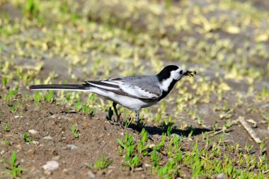 bozkırlarında kuşların