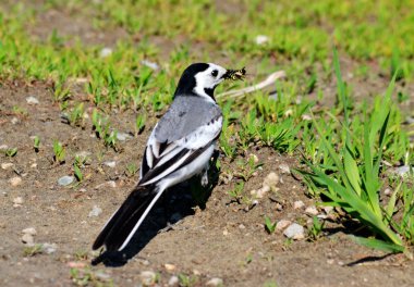 bozkırlarında kuşların