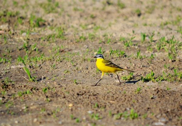 Birds of the steppes — Stock Photo, Image