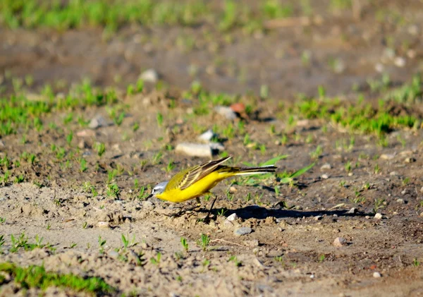 Vogels van de steppes — Stockfoto