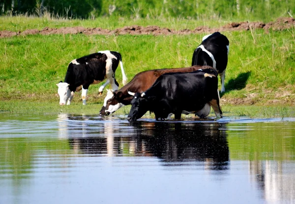 Les animaux domestiques jouent — Photo