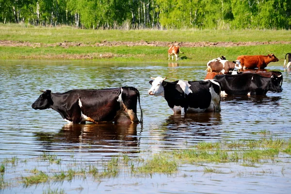 Domácí zvířata hrát — Stock fotografie