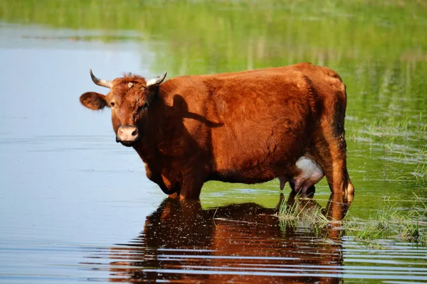 Animales domésticos juegan — Foto de Stock