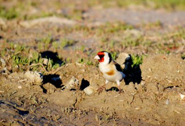 bozkırlarında kuşların