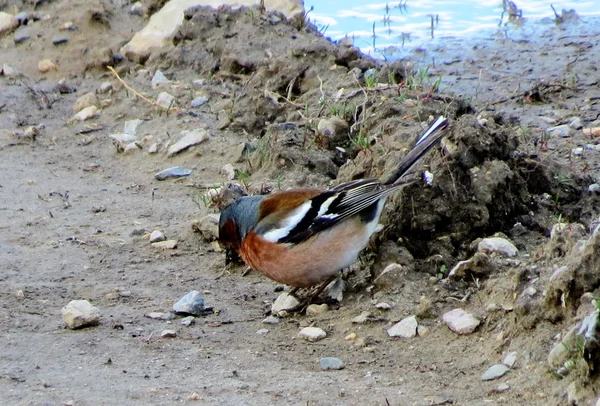 Birds of the steppes — Stock Photo, Image