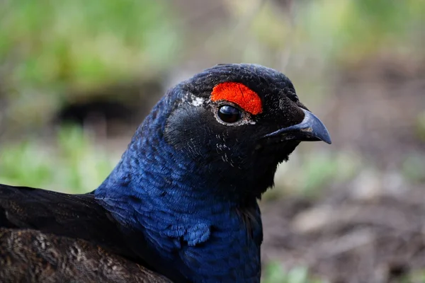 Aves de las estepas — Foto de Stock