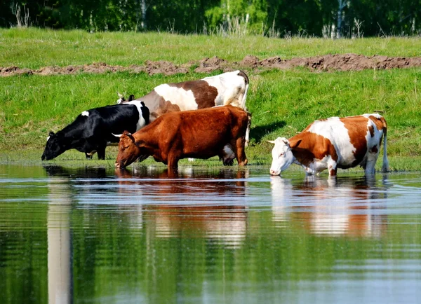 Animales domésticos juegan —  Fotos de Stock