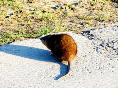 Vahşi hayvanlar Altaya