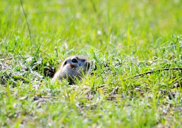 野生動物 Altaya — ストック写真