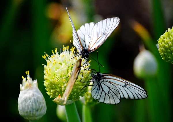 대초원의 곤충 — 스톡 사진