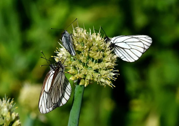 Insect of the steppes — Stock Photo, Image