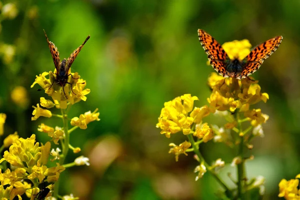 Insect of the steppes — Stock Photo, Image