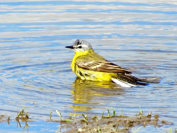 Birds of the steppes — Stock Photo, Image