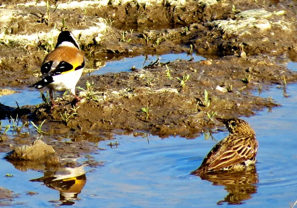 Birds of the steppes — Stock Photo, Image