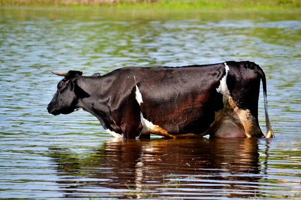 Heimtiere spielen — Stockfoto