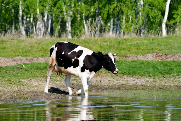 Hjemmevilt – stockfoto