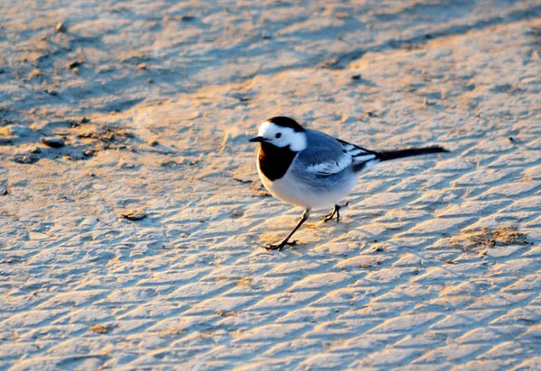 Aves das estepes — Fotografia de Stock