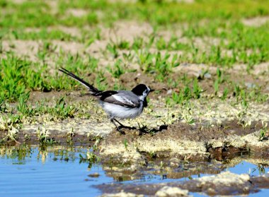  bozkırlarında kuşların