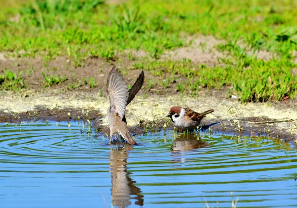 Aves das estepes — Fotografia de Stock