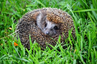  Vahşi hayvanlar Altaya