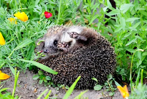 Animali selvatici Altaya — Foto Stock