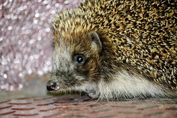 Animali selvatici Altaya — Foto Stock