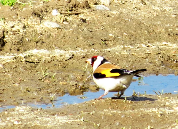 Birds of the steppes — Stock Photo, Image