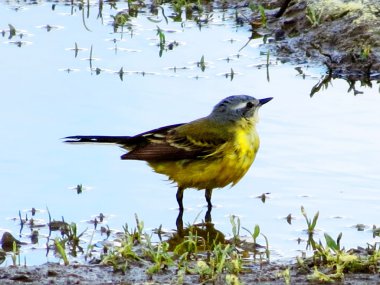 bozkırlarında kuşların