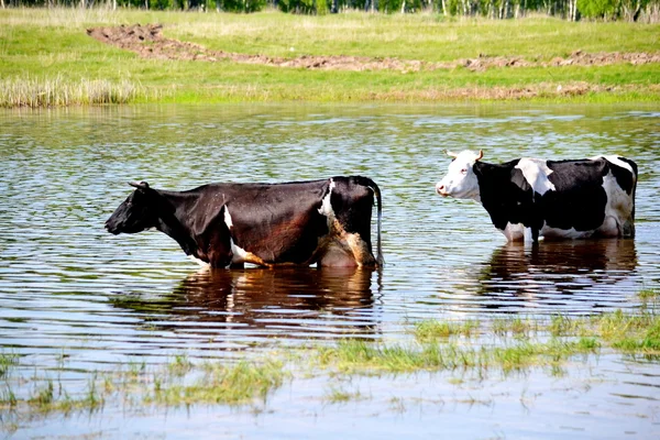 Heimtiere spielen — Stockfoto