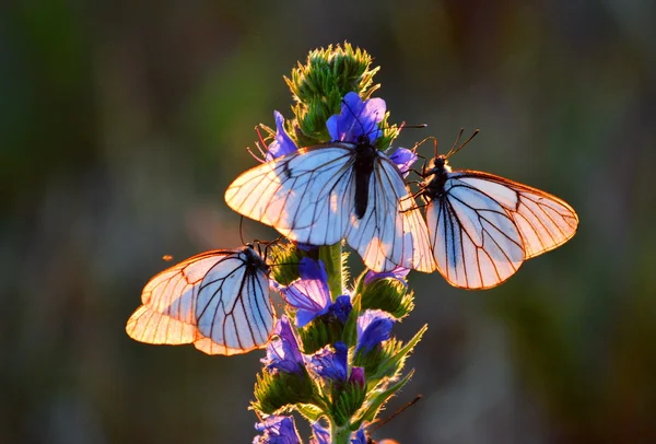 Insect of the steppes — Stock Photo, Image