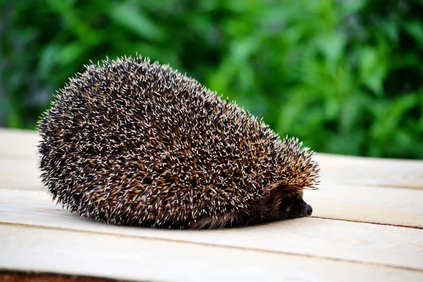 Animali selvatici Altaya — Foto Stock