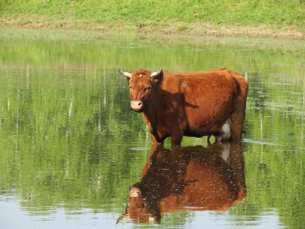 Animales domésticos juegan — Foto de Stock