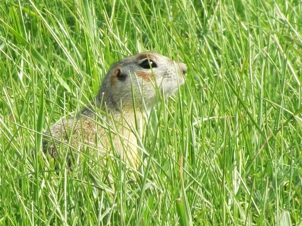 Wild animals Altaya — Stock Photo, Image