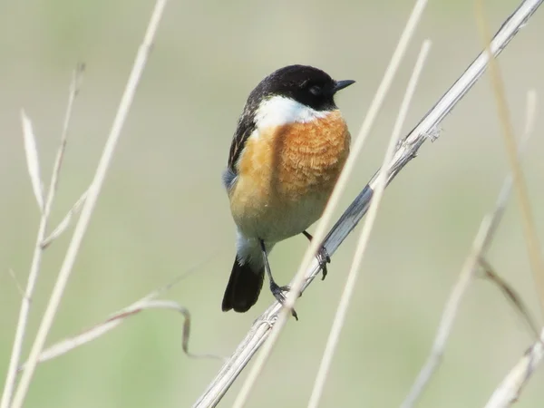 Birds of the steppes — Stock Photo, Image