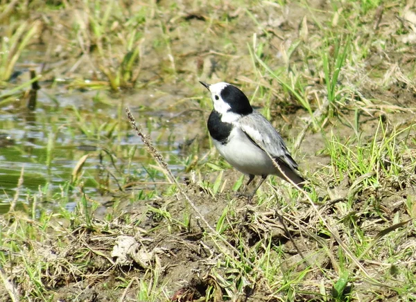 Birds of the steppes — Stock Photo, Image