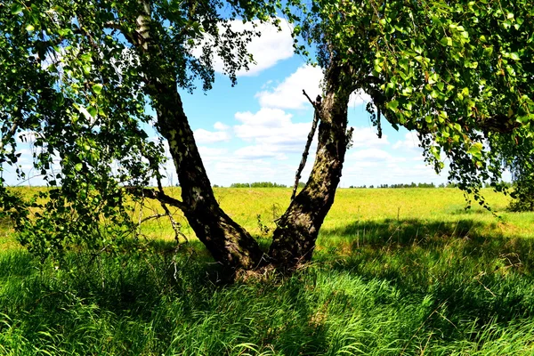 Natura Altaya cieszy oko — Zdjęcie stockowe