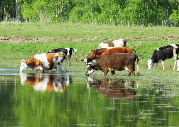 Les animaux domestiques jouent — Photo