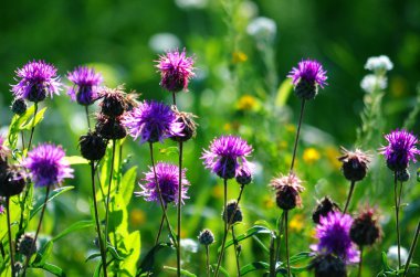 bozkırlarında flowerses